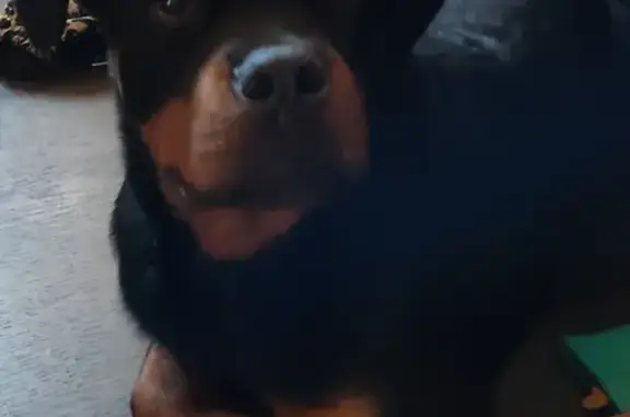 Lost Rottweiler Puppy - Tacoma, 163rd St