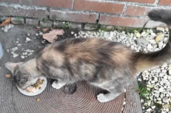 Chat trouvé à Croix, rue dekescluse - photo
