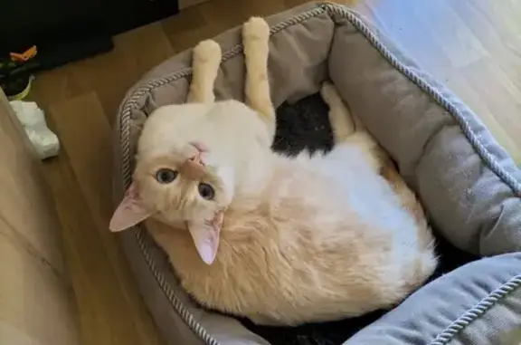 Chat perdu, Millas, photo: Chatte blanche disparue, boitante et craintive