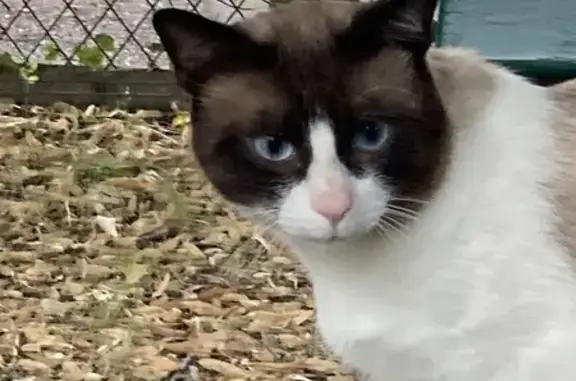 Chat affamé trouvé à Sceaux, très affectueux - photo