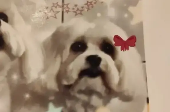 Chien perdu: Coton de Tuléar blanche, Izzy - photo
