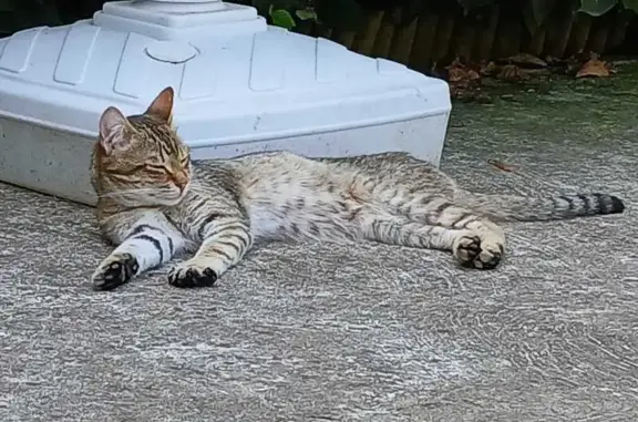 Jeune chat non castré trouvé à Izieux - photo