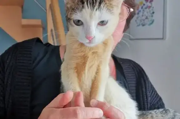 Chatte tigrée et blanche trouvée Rue de la Mairie - photo