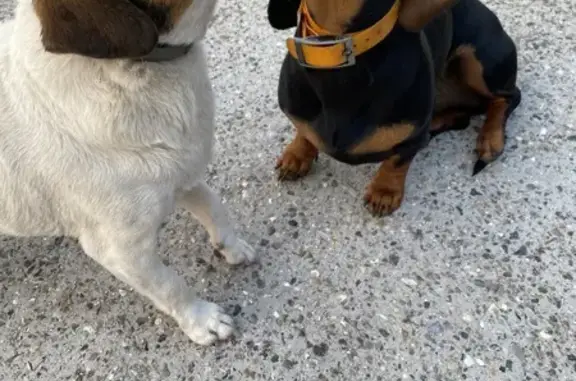 Animaux trouvés , photo: Deux chiens trouvés dans jardin à Liencourt