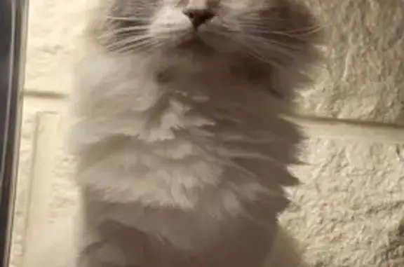 Chat perdu, Saint-Quentin, photo: Chatte tricolore semi-angora disparue à St-Quentin