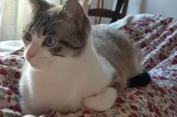 Chat gris-blanc Zuzu perdu à Rennes - photo