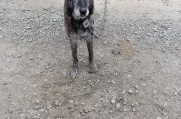 Chien trouvé à Mobecq, recherche propriétaires - photo