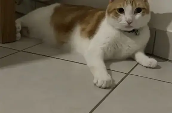 Chat roux et blanc disparu à Drap - photo