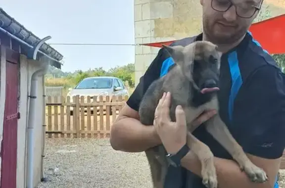 Jeune chienne berger allemand trouvée à Souvigné - photo