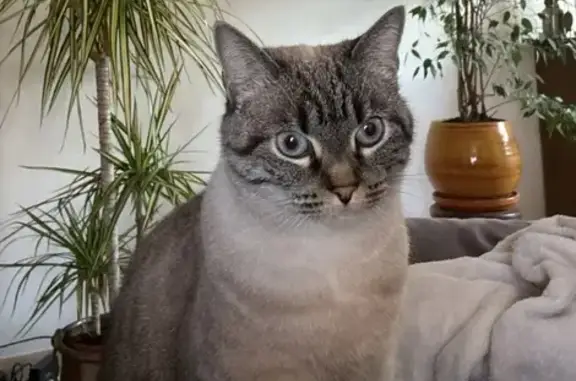 Chat perdu, Saint-Sulpice-la-Pointe, photo: Chatte siamoise tigrée perdue à Saint-Sulpice