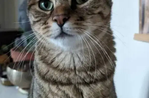 Chatte sourde et craintive perdue à Cabrières - photo