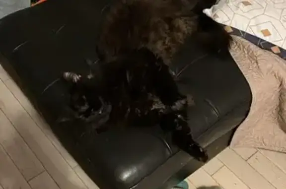 Chat disparu à Peillac : Petit Prince alias Bibou - photo