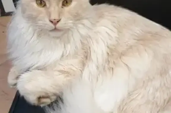 Chat perdu, Monein, photo: Chat blanc perdu Rue des Coteaux, Monein