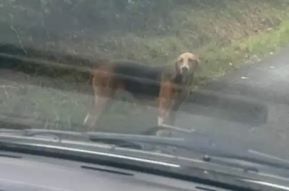 Chienne perdue à Notre Dame du Touchet - photo