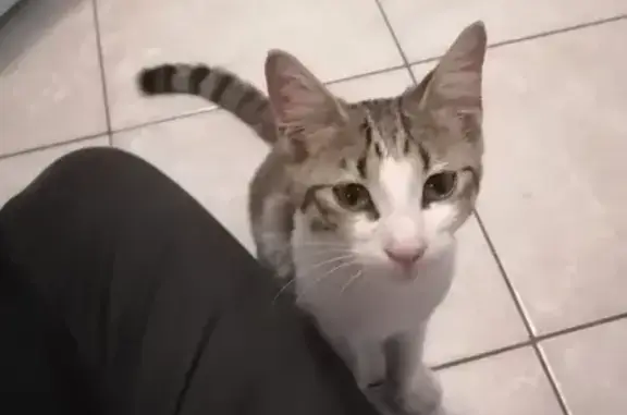 Petit chat câlin retrouvé à Albias - photo
