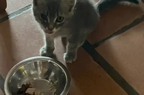 Chat trouvé , photo: Chaton mâle gris trouvé sous capot à Meyras
