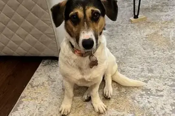 Missing: Athena, 1.5 Yr Old Scared Rescue Dog