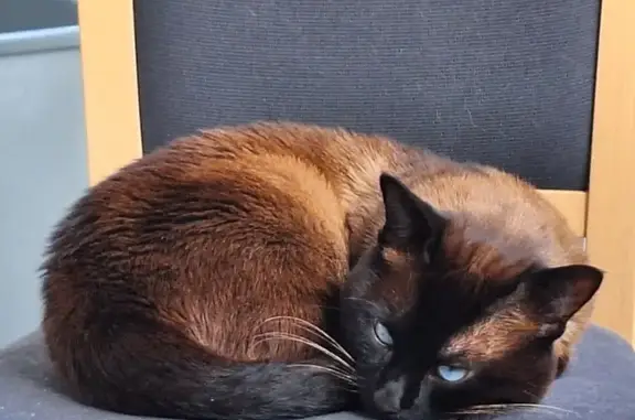 Chat perdu, Amiens, photo: Chat siamois perdu, Boubou, Allée Beausoleil