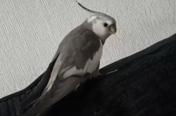 Lost Cockatiel: Help Find Coco...