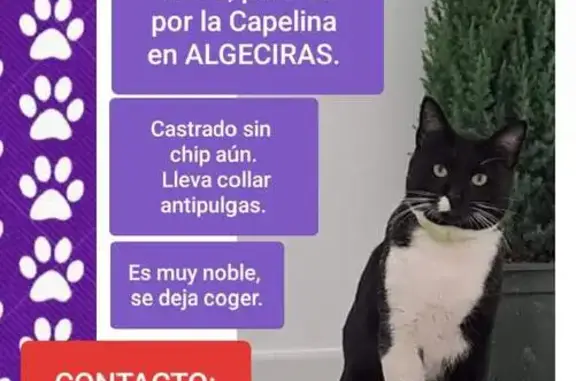 ¡Gato Perdido! Blanco y Negro en Algeciras