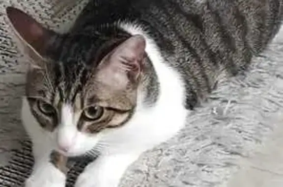 Animaux perdus Sainte-Colombe, photo: Chat perdu sur aire de repos A6, aide urgente