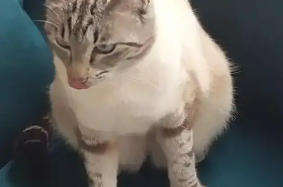 Chat perdu, , photo: Chat perdu, 5 ans, Vallouise-Pelvoux