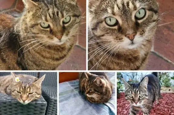 Chatte tigrée 12 ans perdue à Babœuf - photo