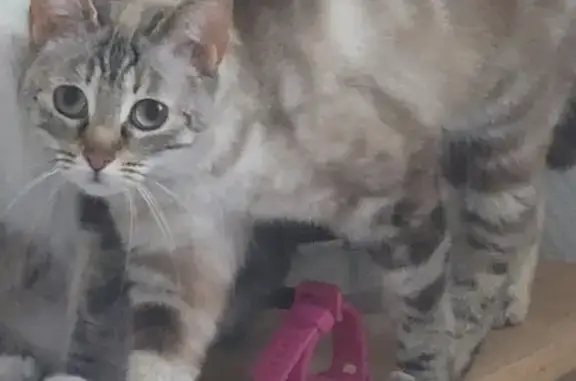 Chat disparu : STELLA, 3 ans, Rue de la Mairie - photo