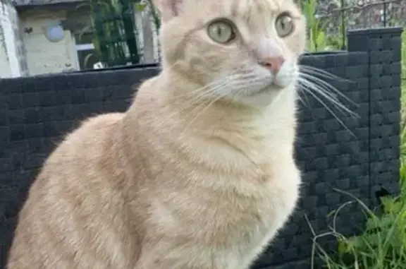Animaux perdus Saint-Pol-sur-Ternoise, photo: Chat roux perdu, répond au nom de Minou