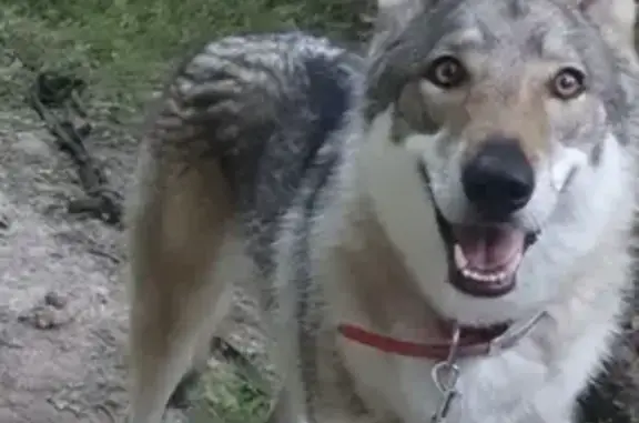 Chien perdu Cherisy, photo : Chienne loup Tchécoslovaque perdue à Cherisy