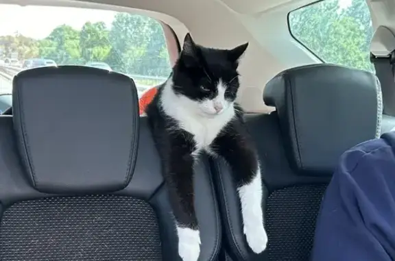 Chat perdu, , photo: Chat Mimi disparu à Plougonvelin