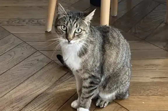 Chat perdu, Gagny, photo: Chat européen tigré et blanc disparu à Gagny