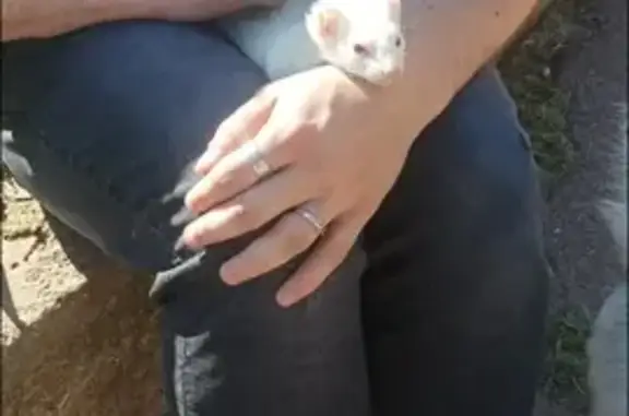 Chat perdu, , photo: Furet albinos perdu à Pourcieux