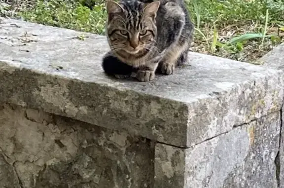 Jeune mâle tigré trouvé à Nyons - photo