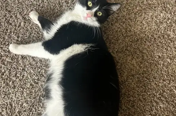 Missing Tuxedo Cat Theo in Wheaton Loop