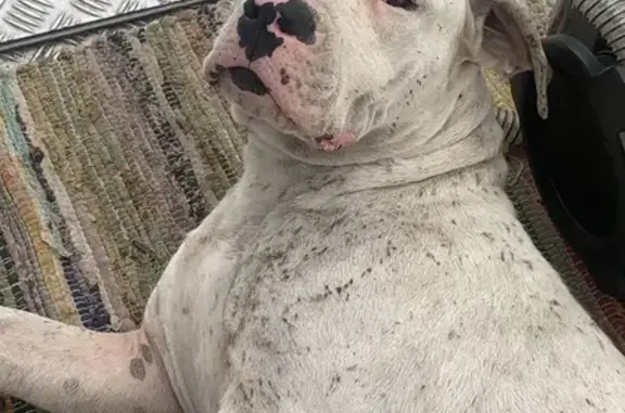 Chien perdu Lescar, photo : Chien blanc craintif sans collier perdu à Lescar