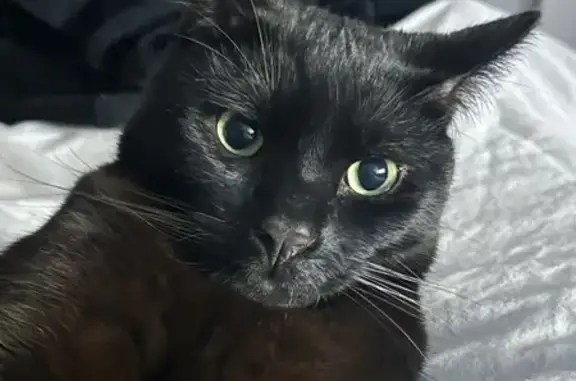 Chat perdu, Rochefort, photo: Chat noir européen disparu à Rochefort