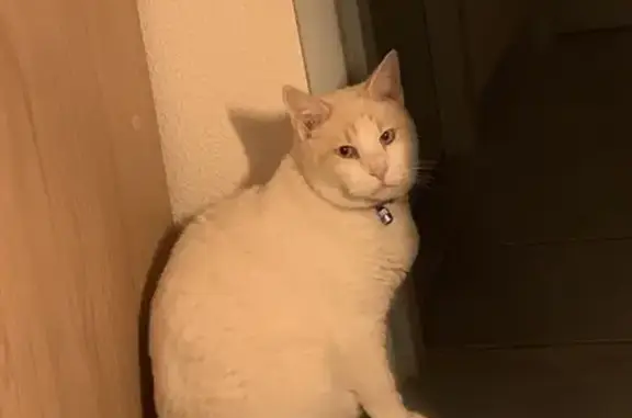 Chat perdu, Mimizan, photo: Chat blanc/marron disparu à Mimizan