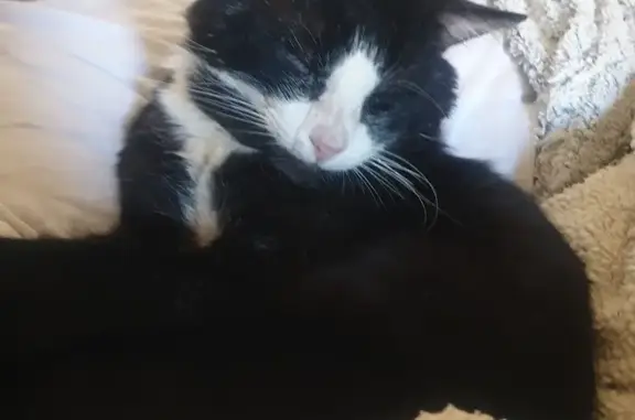 Missing Tuxedo Cat Maxie in Cape Town