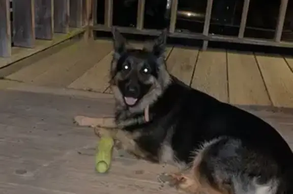 Lost Long-Haired Shepherd 'Malibu' in Ranger, NC