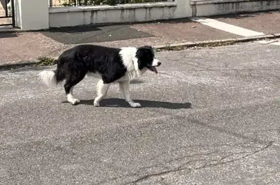 Border Collie mâle trouvé Rue du Sénégal - photo