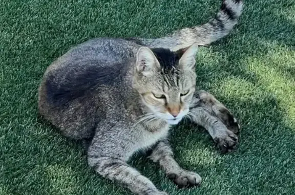 Lost Senior Tabby Cat in Mesa - Help Find!