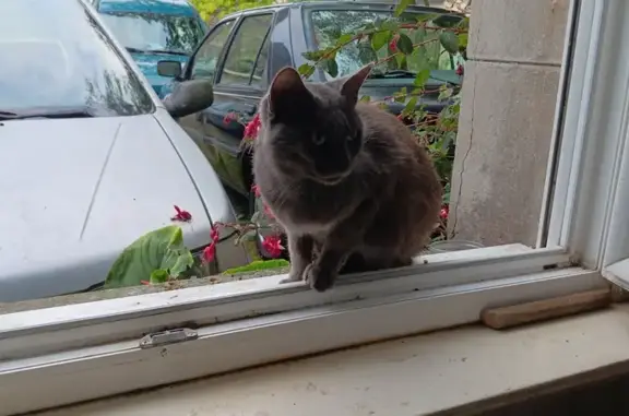 Chat mâle gris trouvé amaigri à La Fresnais - photo