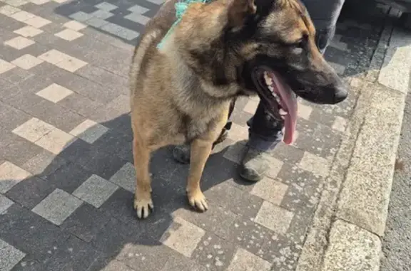 Chien trouvé Loudun, photo: Chien trouvé à Loudun, contactez mairie