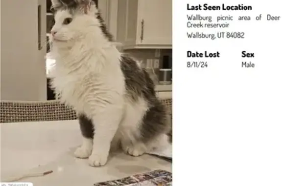 Missing Gray & White Cat in Deer Creek Area