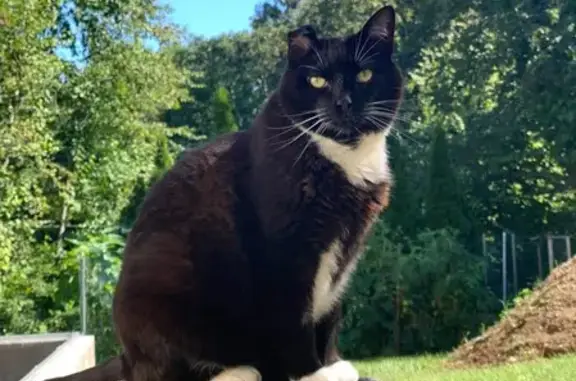 Lost Cat: Playful Black & White Vika, 16