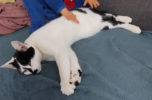 Chat Câlinou disparu à Saint-Martin-des-Noyers - photo