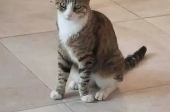 Chat gris tigré et blanc trouvé à Villeneuve - photo