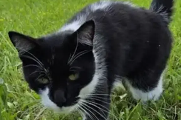 Animaux trouvés Sarreguemines, photo: Chatte trouvée à Sarreguemines, sociable et jeune