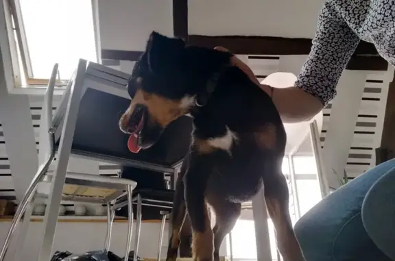 Petite chienne noire trouvée à Dol-de-Bretagne - photo